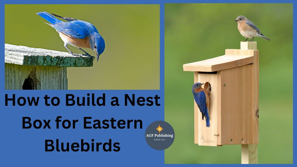 How to Build a Nest Box for Eastern Bluebirds: A Step-by-Step Guide